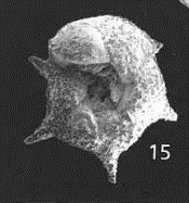 Micropaleontology Label